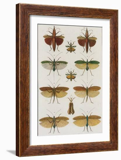 Insects, Seba's Thesaurus, 1734-Science Source-Framed Giclee Print