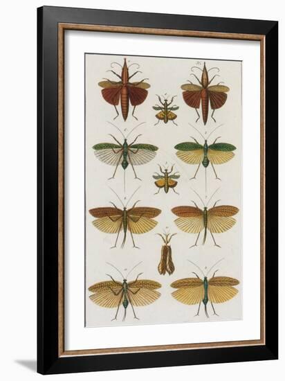 Insects, Seba's Thesaurus, 1734-Science Source-Framed Giclee Print