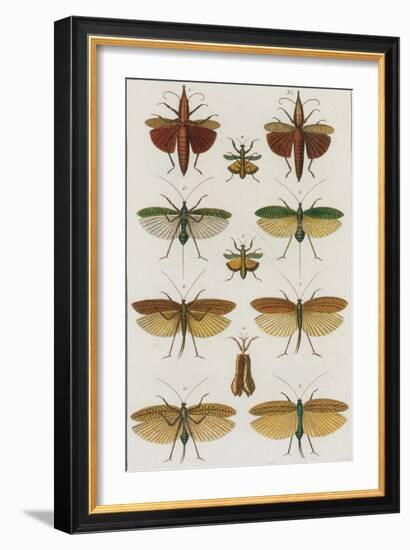 Insects, Seba's Thesaurus, 1734-Science Source-Framed Giclee Print