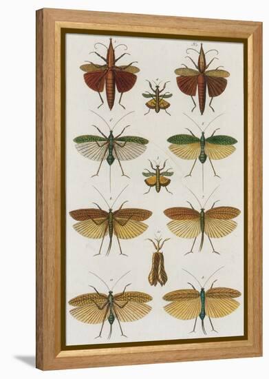 Insects, Seba's Thesaurus, 1734-Science Source-Framed Premier Image Canvas