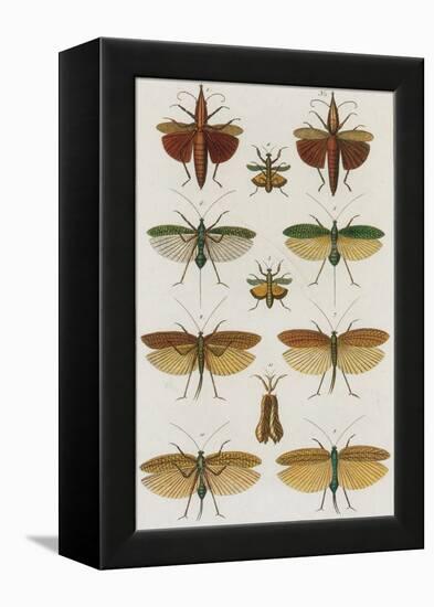 Insects, Seba's Thesaurus, 1734-Science Source-Framed Premier Image Canvas