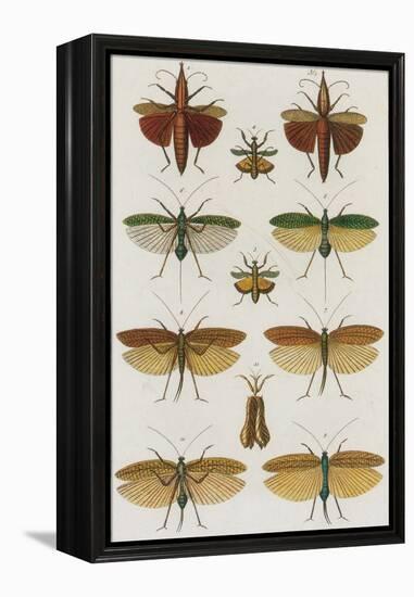 Insects, Seba's Thesaurus, 1734-Science Source-Framed Premier Image Canvas