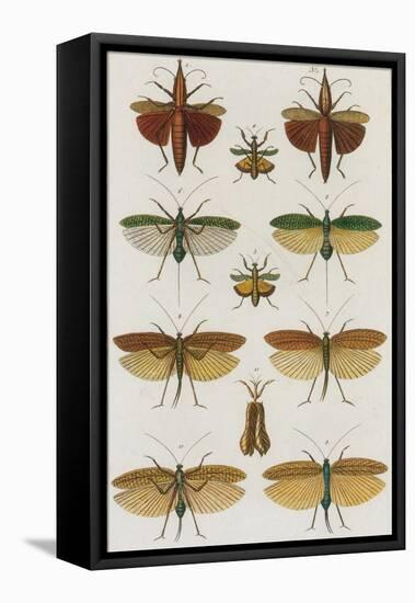 Insects, Seba's Thesaurus, 1734-Science Source-Framed Premier Image Canvas