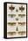 Insects, Seba's Thesaurus, 1734-Science Source-Framed Premier Image Canvas