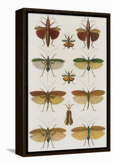 Insects, Seba's Thesaurus, 1734-Science Source-Framed Premier Image Canvas