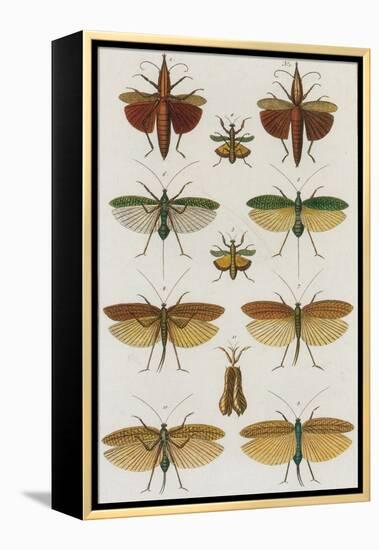 Insects, Seba's Thesaurus, 1734-Science Source-Framed Premier Image Canvas