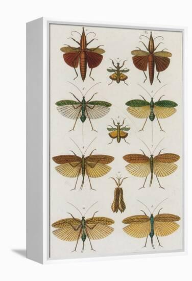 Insects, Seba's Thesaurus, 1734-Science Source-Framed Premier Image Canvas