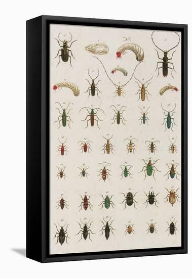 Insects, Seba's Thesaurus, 1734-Science Source-Framed Premier Image Canvas