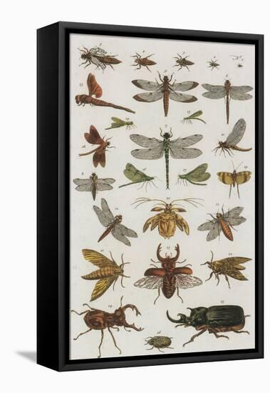 Insects, Seba's Thesaurus, 1734-Science Source-Framed Premier Image Canvas