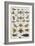 Insects, Seba's Thesaurus, 1734-Science Source-Framed Giclee Print