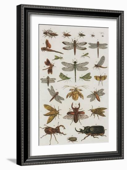 Insects, Seba's Thesaurus, 1734-Science Source-Framed Giclee Print