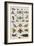 Insects, Seba's Thesaurus, 1734-Science Source-Framed Giclee Print