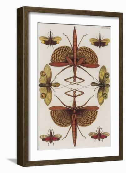 Insects, Seba's Thesaurus, 1734-Science Source-Framed Giclee Print