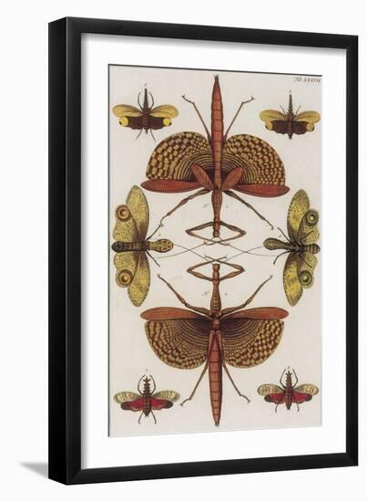 Insects, Seba's Thesaurus, 1734-Science Source-Framed Giclee Print