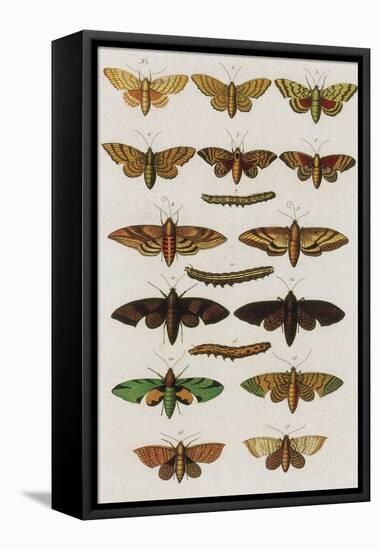 Insects, Seba's Thesaurus, 1734-Science Source-Framed Premier Image Canvas