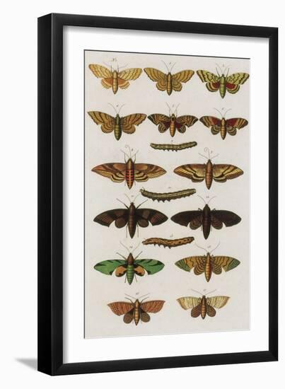 Insects, Seba's Thesaurus, 1734-Science Source-Framed Giclee Print