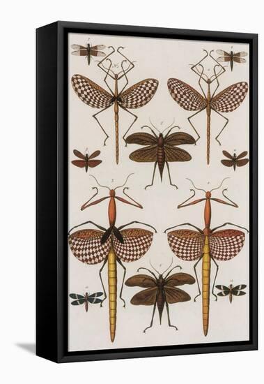 Insects, Seba's Thesaurus, 1734-Science Source-Framed Premier Image Canvas