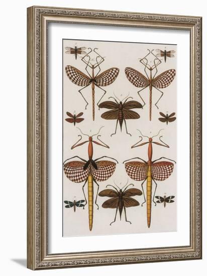 Insects, Seba's Thesaurus, 1734-Science Source-Framed Giclee Print