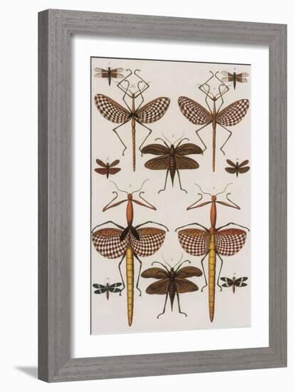 Insects, Seba's Thesaurus, 1734-Science Source-Framed Giclee Print