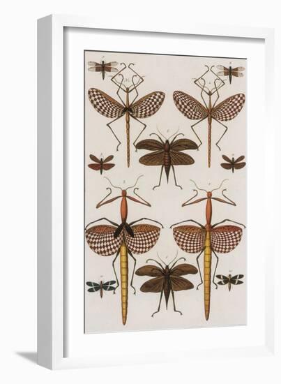 Insects, Seba's Thesaurus, 1734-Science Source-Framed Giclee Print