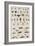 Insects, Seba's Thesaurus, 1734-Science Source-Framed Giclee Print