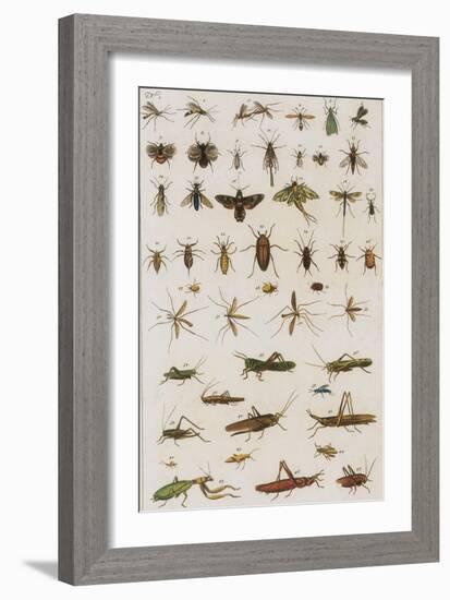 Insects, Seba's Thesaurus, 1734-Science Source-Framed Giclee Print