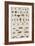 Insects, Seba's Thesaurus, 1734-Science Source-Framed Giclee Print