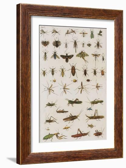 Insects, Seba's Thesaurus, 1734-Science Source-Framed Giclee Print