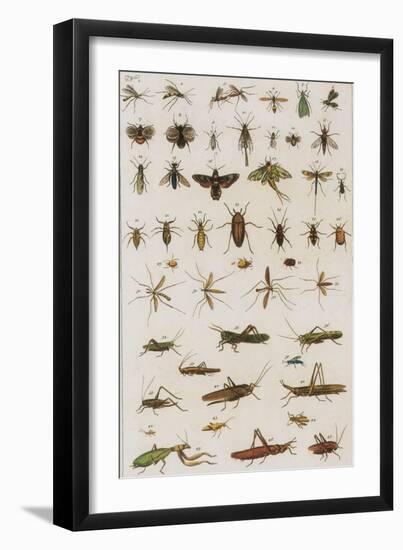 Insects, Seba's Thesaurus, 1734-Science Source-Framed Giclee Print