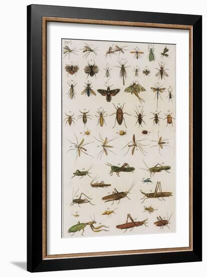 Insects, Seba's Thesaurus, 1734-Science Source-Framed Giclee Print