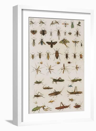 Insects, Seba's Thesaurus, 1734-Science Source-Framed Giclee Print