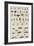 Insects, Seba's Thesaurus, 1734-Science Source-Framed Giclee Print