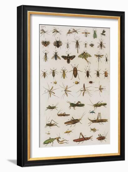 Insects, Seba's Thesaurus, 1734-Science Source-Framed Giclee Print