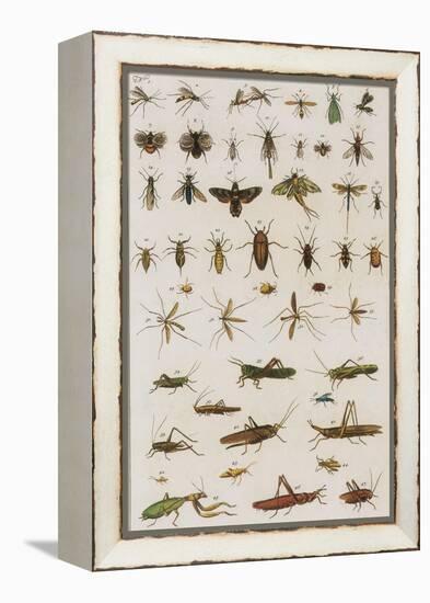 Insects, Seba's Thesaurus, 1734-Science Source-Framed Premier Image Canvas