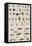 Insects, Seba's Thesaurus, 1734-Science Source-Framed Premier Image Canvas