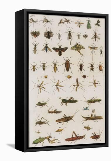 Insects, Seba's Thesaurus, 1734-Science Source-Framed Premier Image Canvas