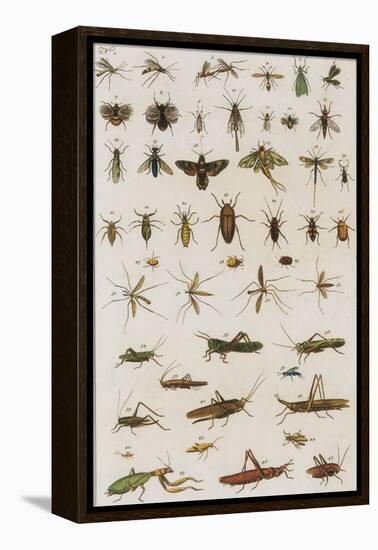 Insects, Seba's Thesaurus, 1734-Science Source-Framed Premier Image Canvas