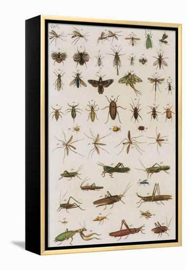 Insects, Seba's Thesaurus, 1734-Science Source-Framed Premier Image Canvas