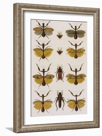 Insects, Seba's Thesaurus, 1734-Science Source-Framed Giclee Print