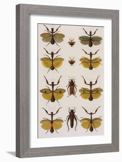 Insects, Seba's Thesaurus, 1734-Science Source-Framed Giclee Print