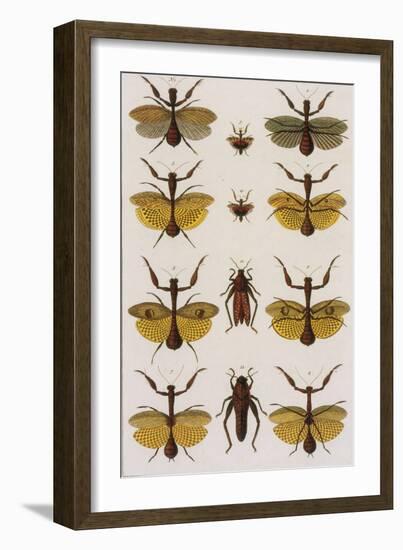 Insects, Seba's Thesaurus, 1734-Science Source-Framed Giclee Print