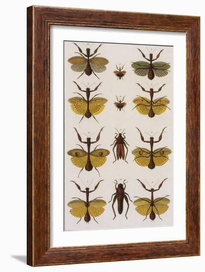 Insects, Seba's Thesaurus, 1734-Science Source-Framed Giclee Print