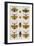 Insects, Seba's Thesaurus, 1734-Science Source-Framed Giclee Print