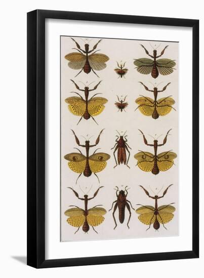 Insects, Seba's Thesaurus, 1734-Science Source-Framed Giclee Print