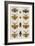 Insects, Seba's Thesaurus, 1734-Science Source-Framed Giclee Print