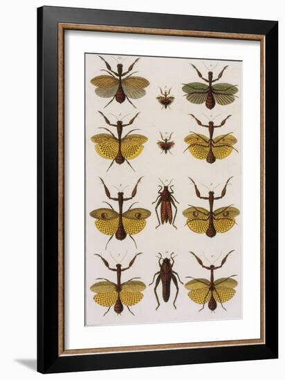 Insects, Seba's Thesaurus, 1734-Science Source-Framed Giclee Print