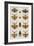 Insects, Seba's Thesaurus, 1734-Science Source-Framed Giclee Print