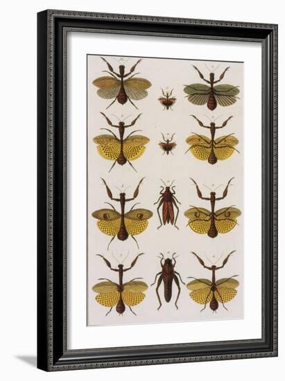 Insects, Seba's Thesaurus, 1734-Science Source-Framed Giclee Print