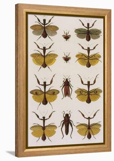 Insects, Seba's Thesaurus, 1734-Science Source-Framed Premier Image Canvas