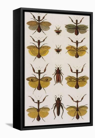 Insects, Seba's Thesaurus, 1734-Science Source-Framed Premier Image Canvas